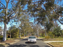 Amongst eucalyptus mannifera, Downer (Canberra)